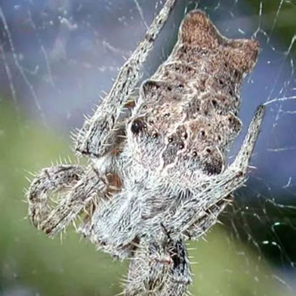 thumbnail for publication: A Colonial Tentweb Orbweaver scientific name: Cyrtophora citricola (Arachnida: Araneae: Araneidae)